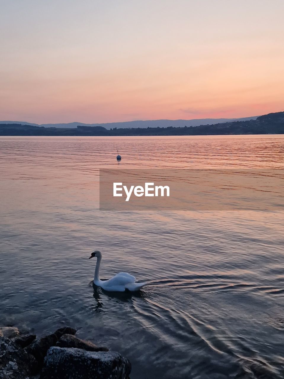 high angle view of swans swimming in lake against sky during sunset