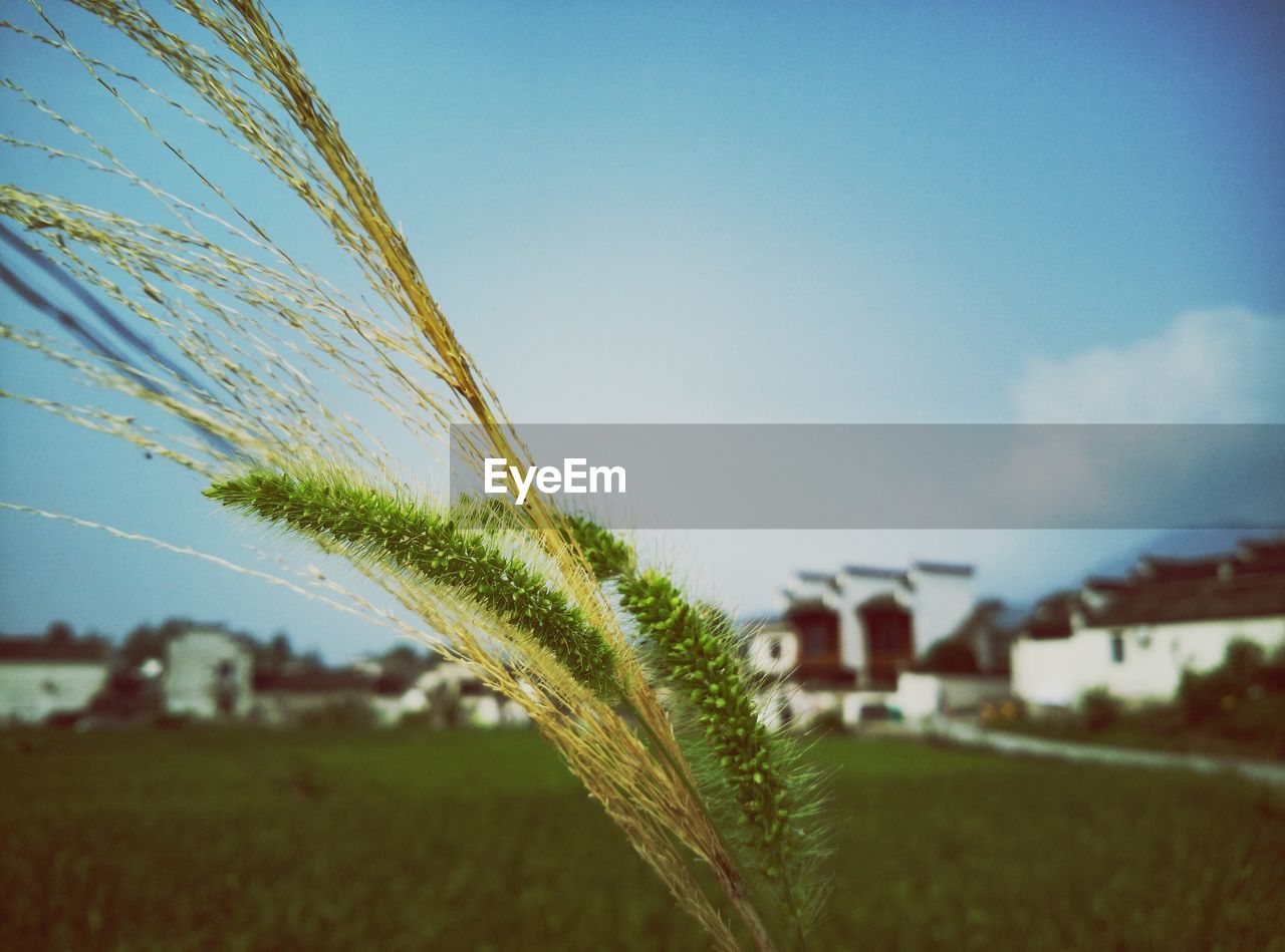 Close-up of plants growing on field