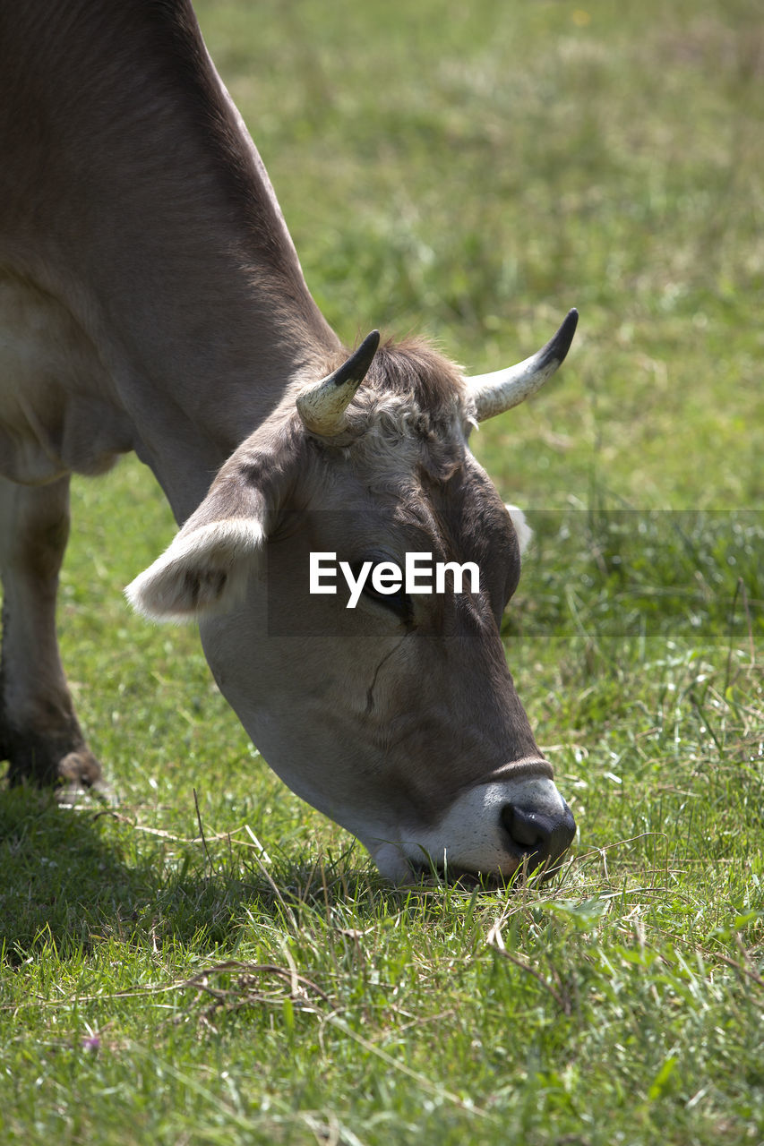 Ox in a a erd of cows on a meadow in bavaria, germany