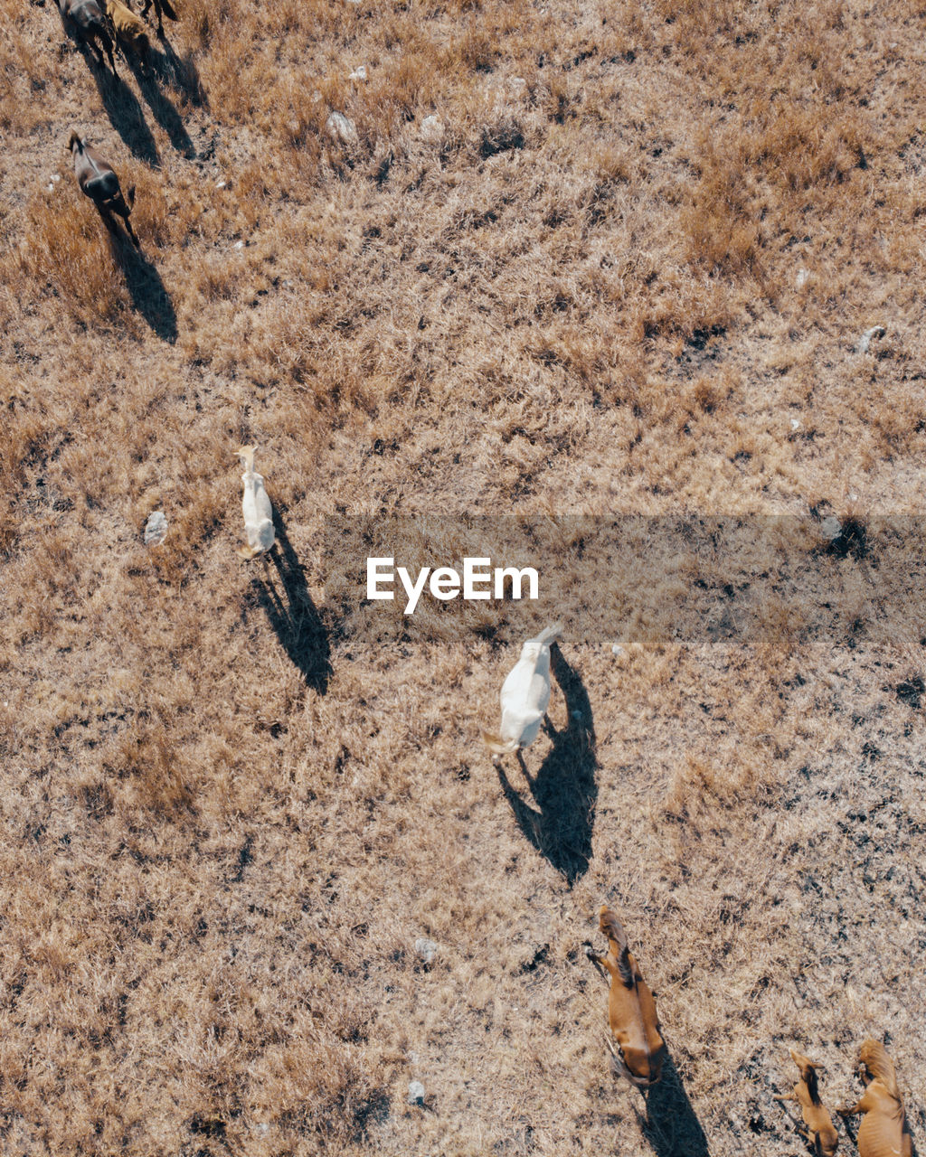 High angle view of horses on land