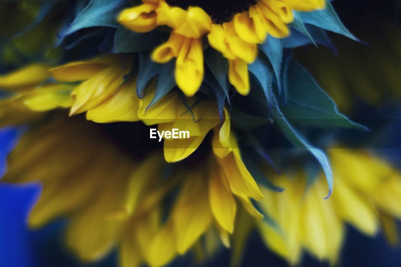 Close-up of yellow flowering plant