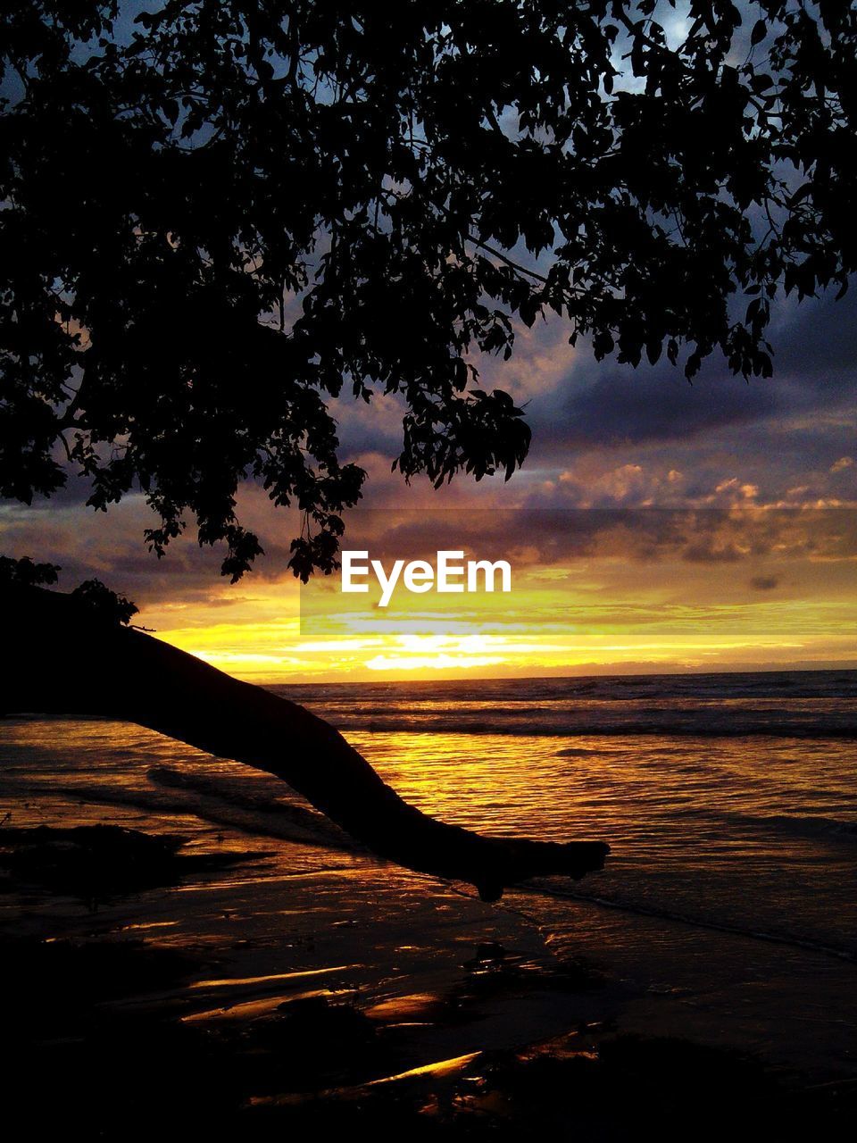 Silhouette tree on beach against cloudy sky