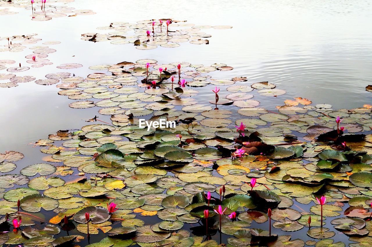 CLOSE-UP OF LOTUS WATER LILY FLOATING ON POND