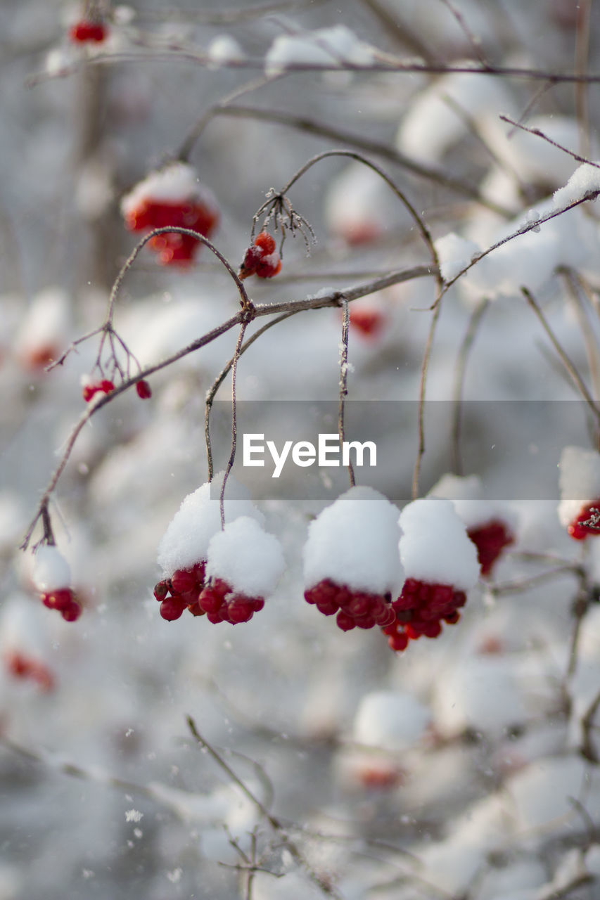 CLOSE-UP OF FROZEN FRUIT TREE