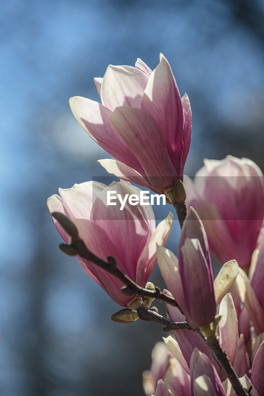 flower, flowering plant, plant, freshness, beauty in nature, pink, blossom, macro photography, nature, petal, close-up, fragility, flower head, inflorescence, growth, springtime, no people, magnolia, focus on foreground, spring, outdoors, bud, tree, botany, selective focus, magenta, purple