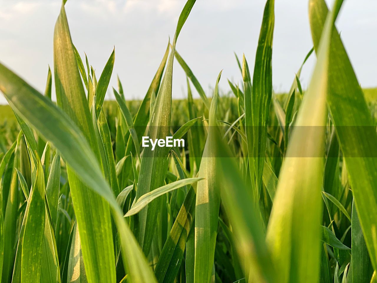 green, plant, agriculture, field, crop, cereal plant, grass, landscape, growth, rural scene, land, nature, food, farm, corn, food and drink, sky, paddy field, no people, environment, beauty in nature, meadow, lawn, outdoors, cloud, grassland, day, leaf, vegetable, prairie, plant part, flower, summer, close-up, freshness