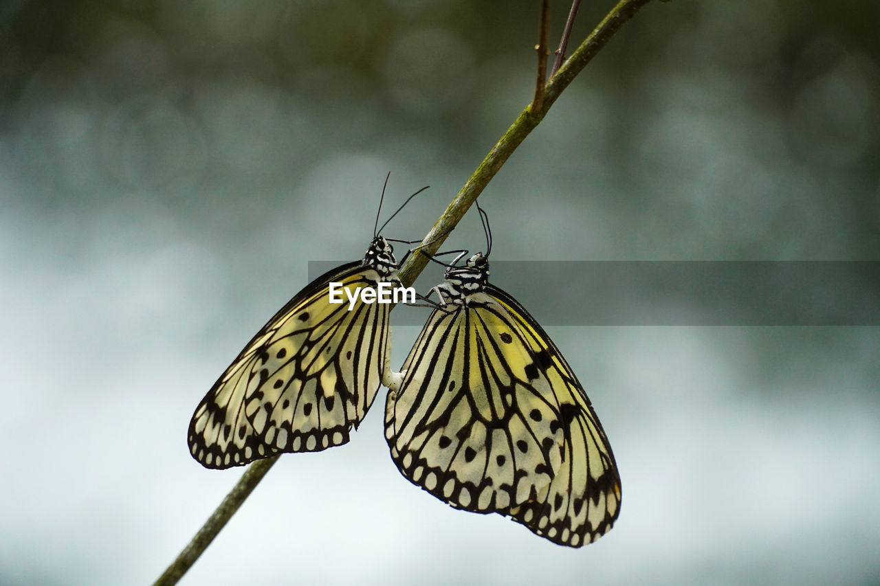 Close-up of butterfly pollinating flower