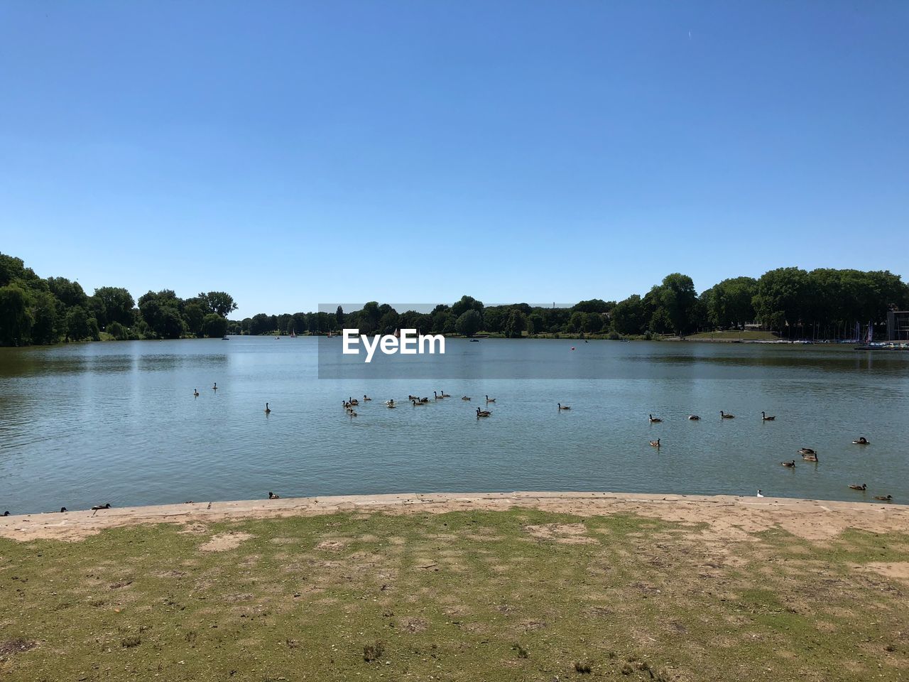 VIEW OF BIRDS IN LAKE