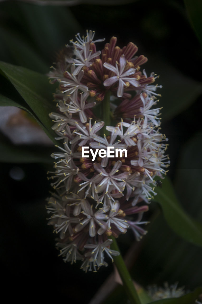 CLOSE-UP OF FLOWERS