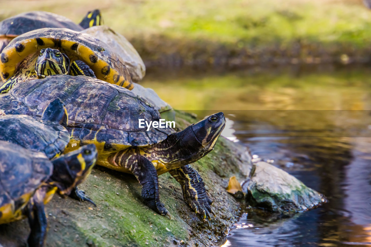 CLOSE-UP OF TURTLE ON ROCK