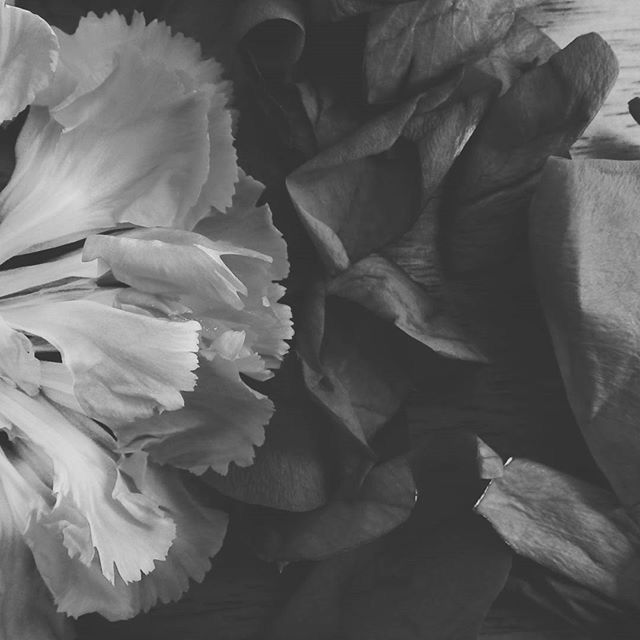 CLOSE-UP OF FLOWERS IN BLOOM