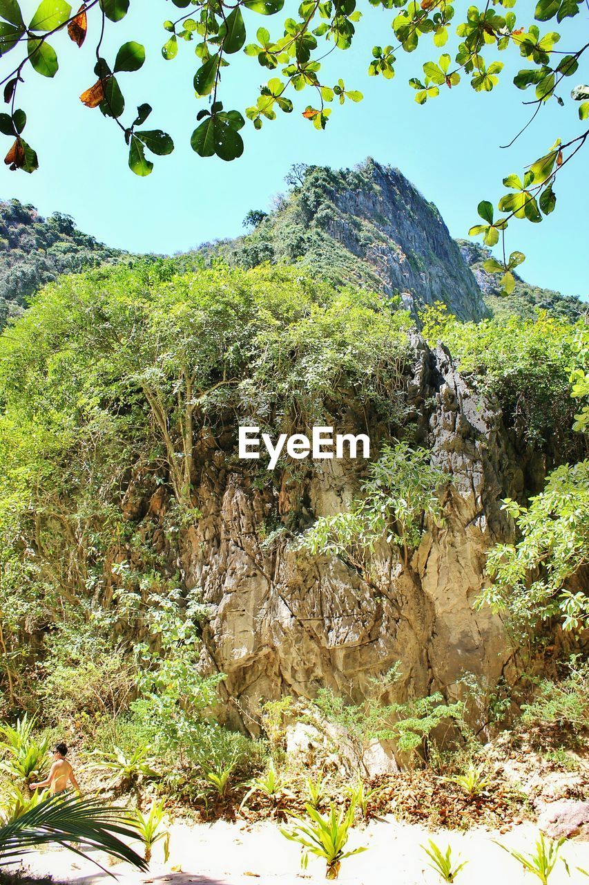 LOW ANGLE VIEW OF TREES ON MOUNTAIN
