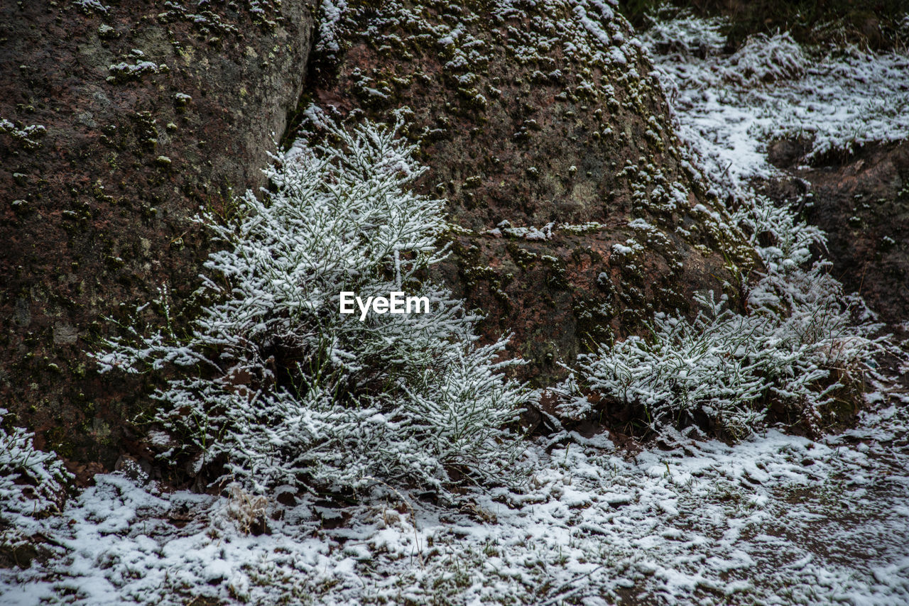 CLOSE-UP OF SNOW COVERED TREE