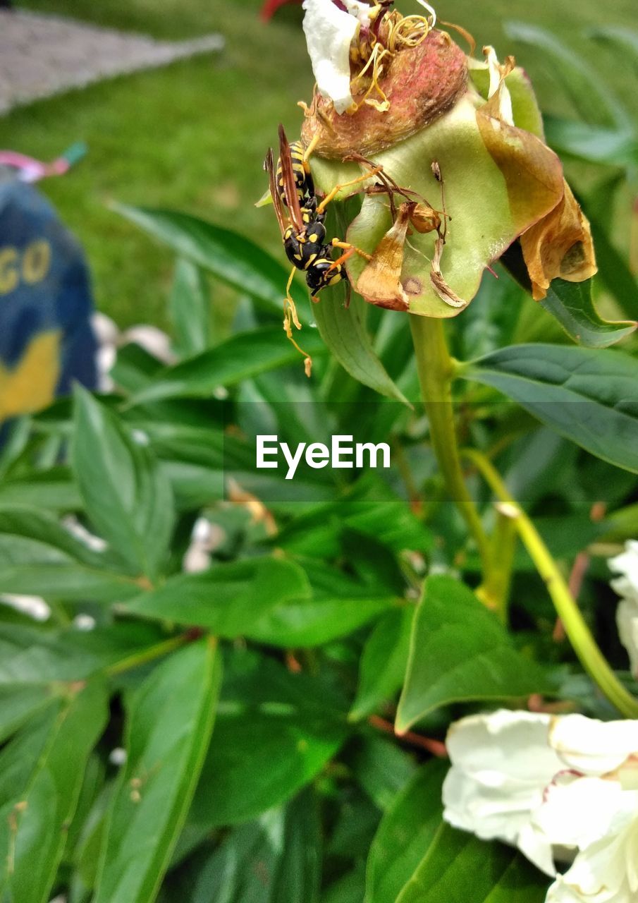 CLOSE-UP OF HONEY BEE POLLINATING FLOWER