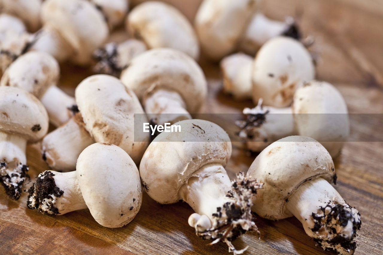 close-up of mushrooms growing on table