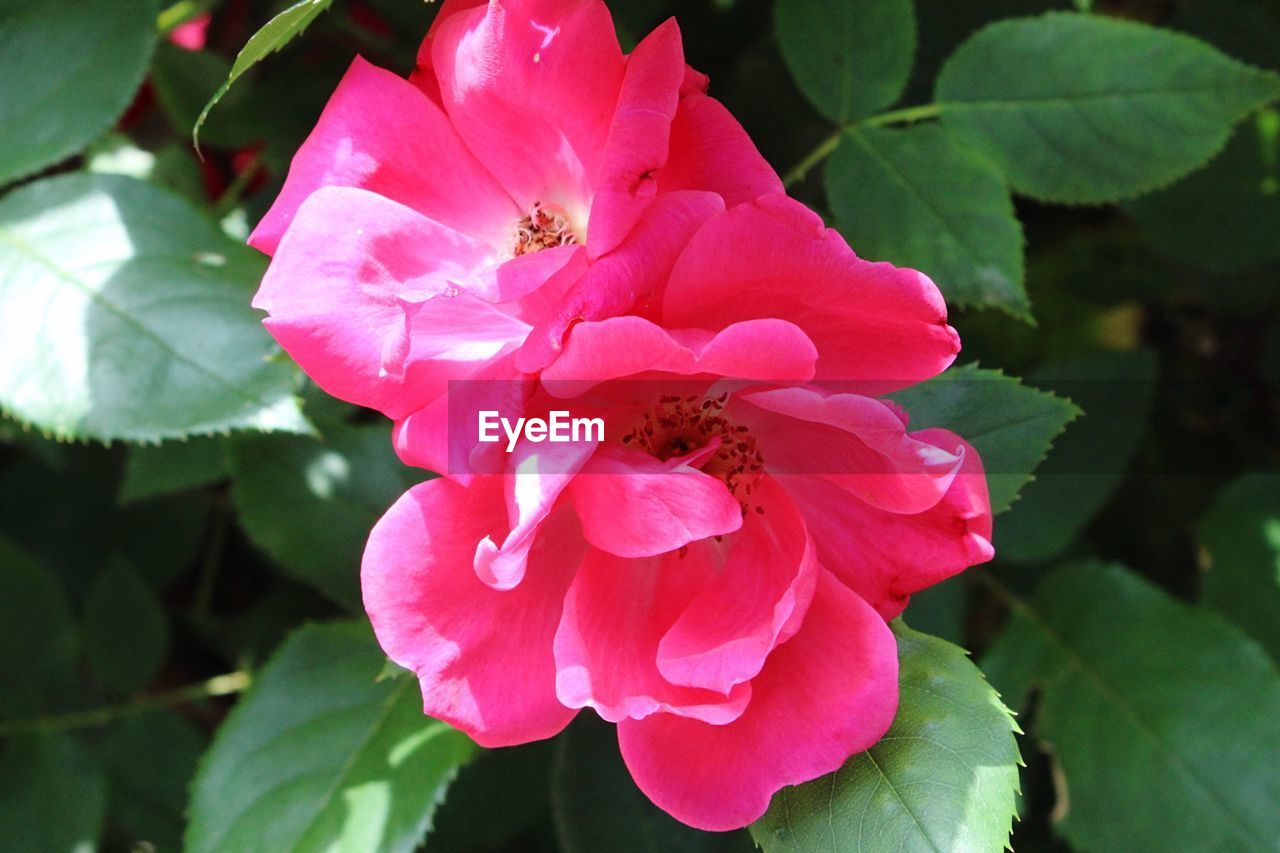 CLOSE-UP OF PINK FLOWERS BLOOMING