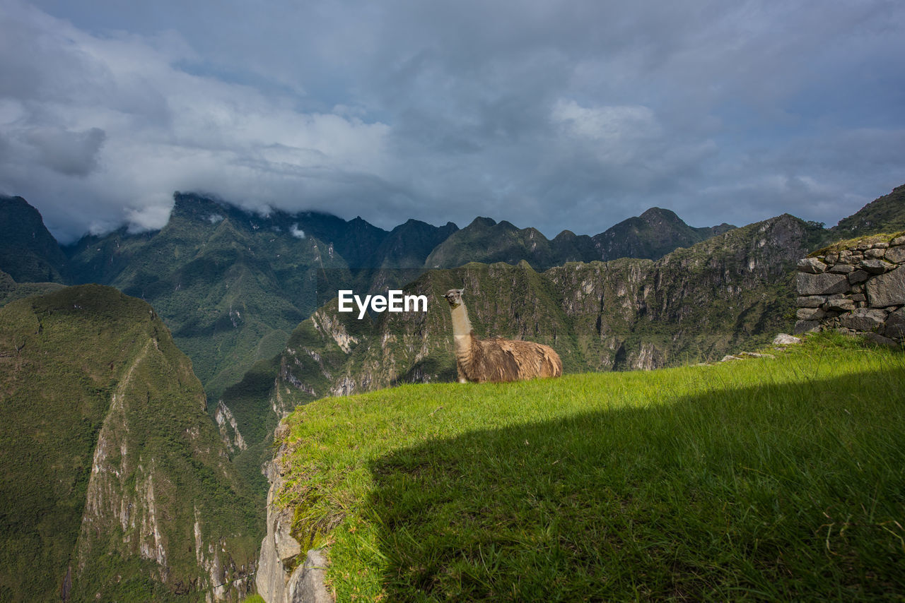 Scenic view of alpaca on mountain against cloudy sky