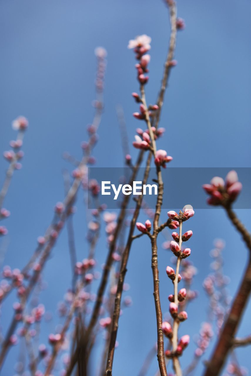 Close-up of flower buds