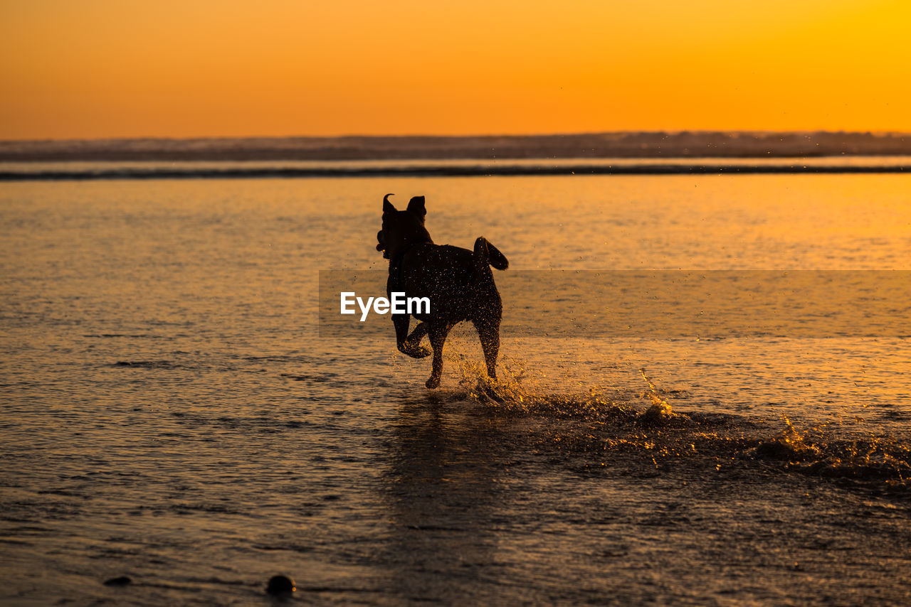 Dog running at beach against sky during sunset