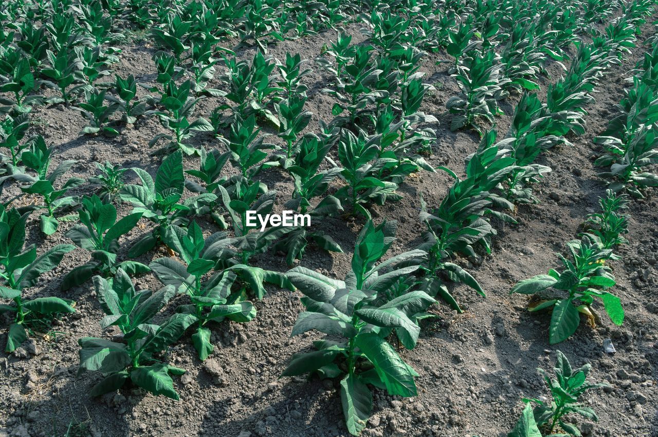 CLOSE-UP OF FRESH CORN FIELD