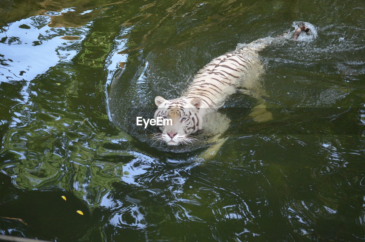 Portrait of tiger swimming in lake