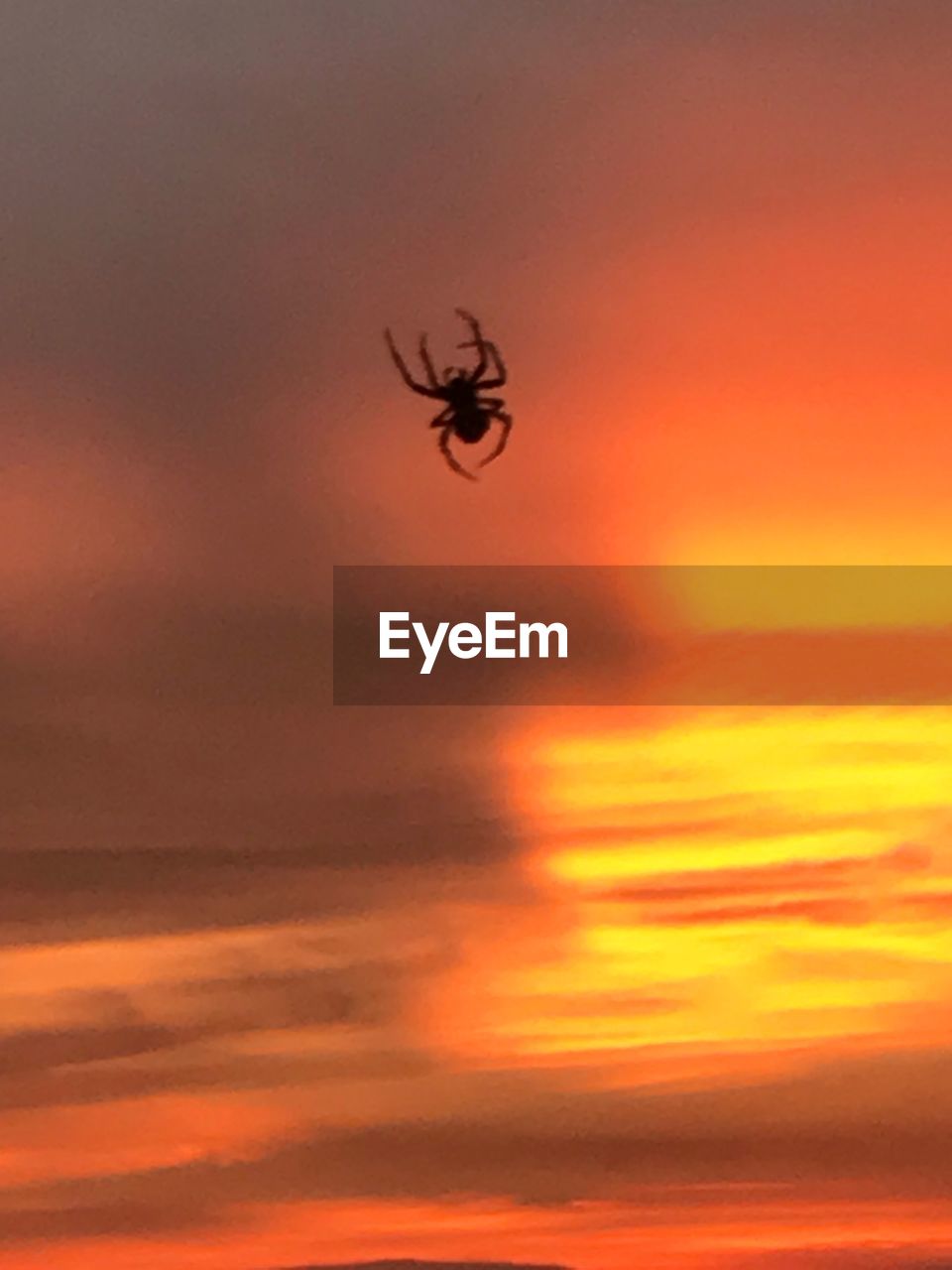 SILHOUETTE OF FLYING AGAINST ORANGE SKY
