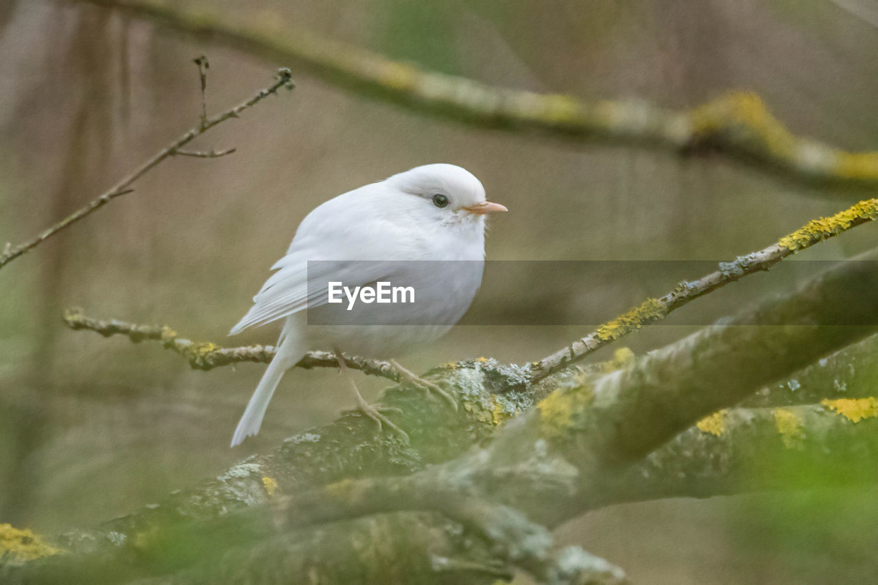 CLOSE-UP OF WHITE BIRD PERCHING ON BRANCH