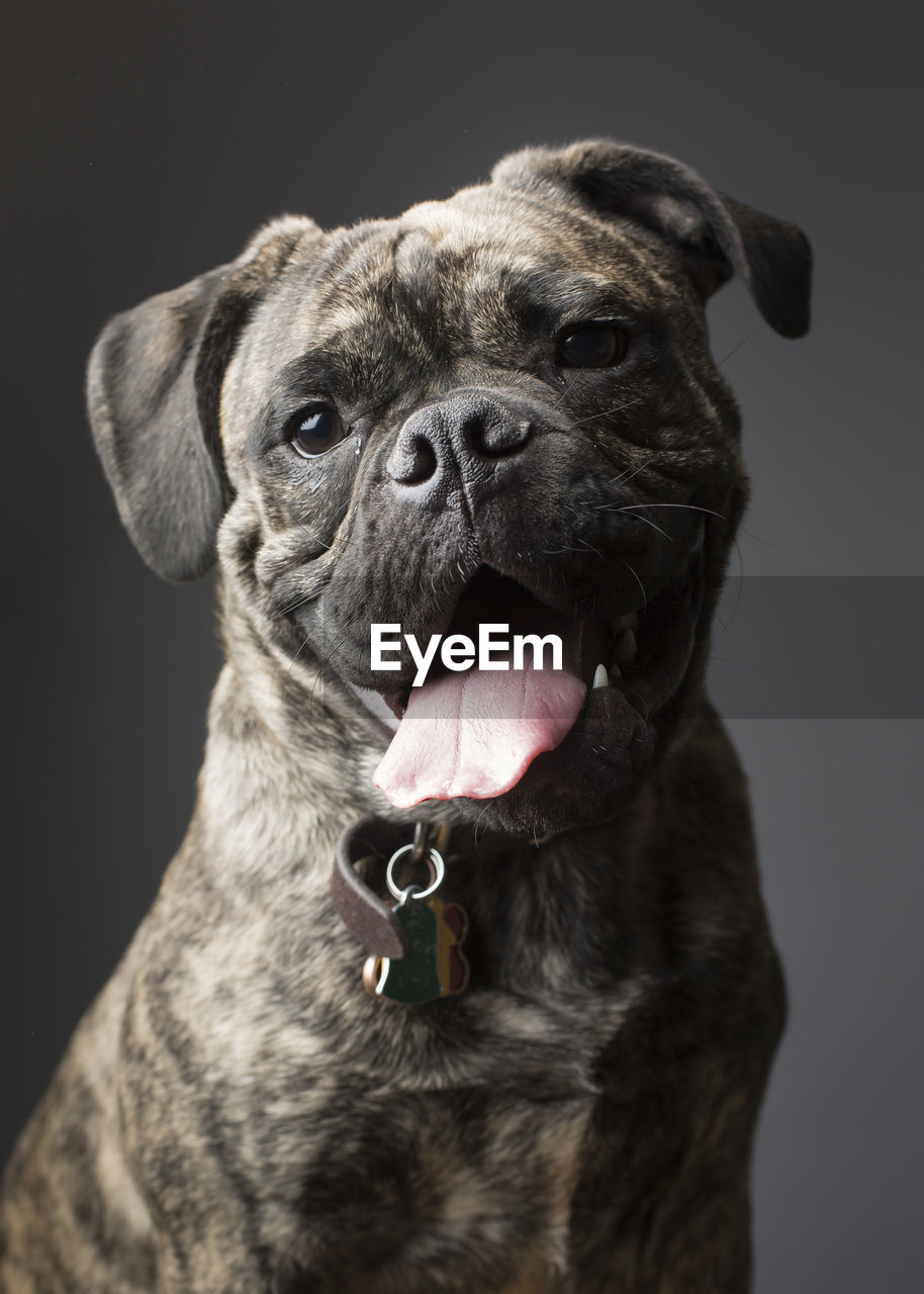 Close-up portrait of dog against black background