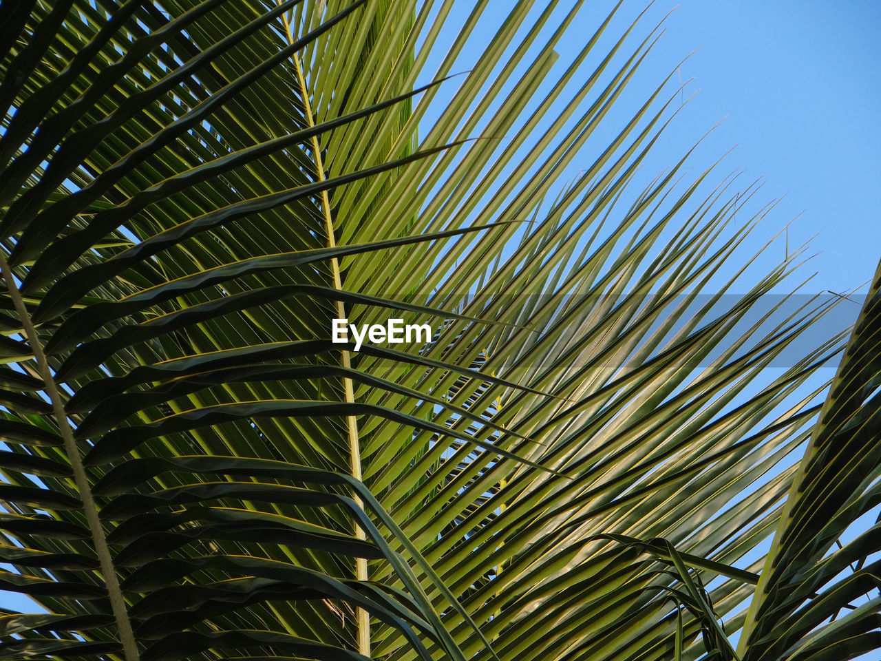 Low angle view of palm tree against sky