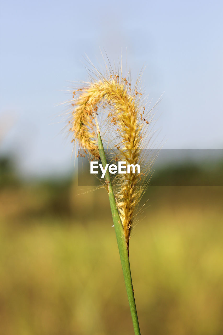 Close-up of stalks in field against sky