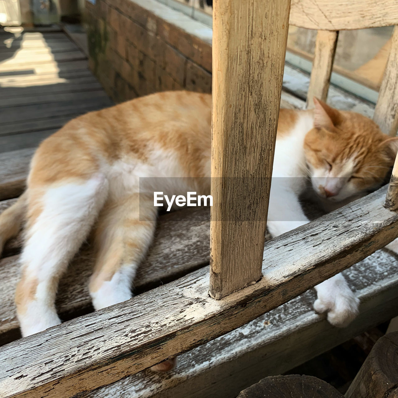 Close-up of cat lying on wooden floor