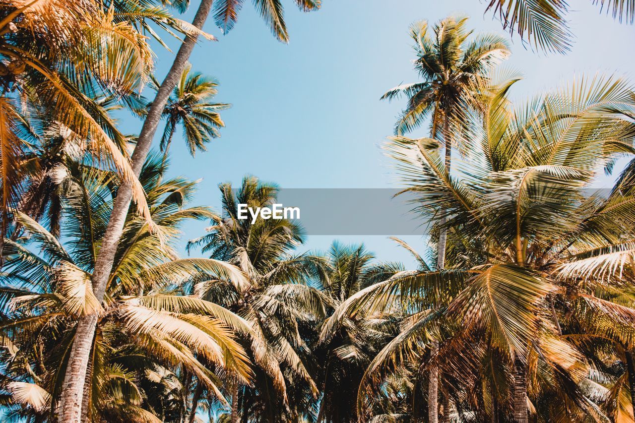 Low angle view of palm trees against clear sky