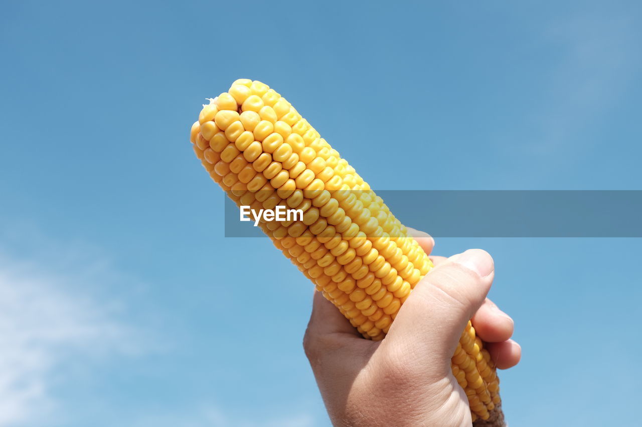 Cropped hand of man holding sweetcorn against blue sky