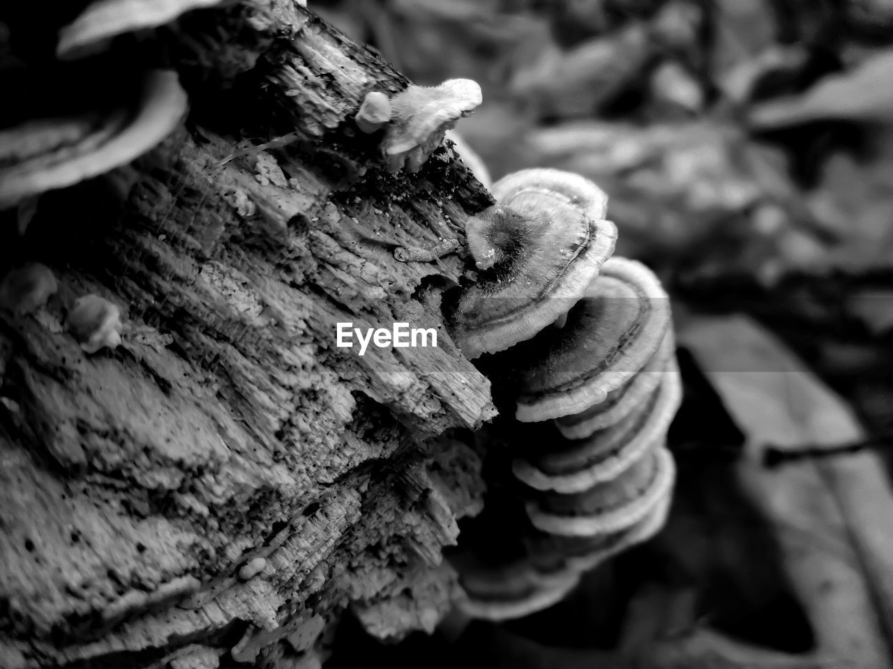 CLOSE-UP OF SHELL ON TREE