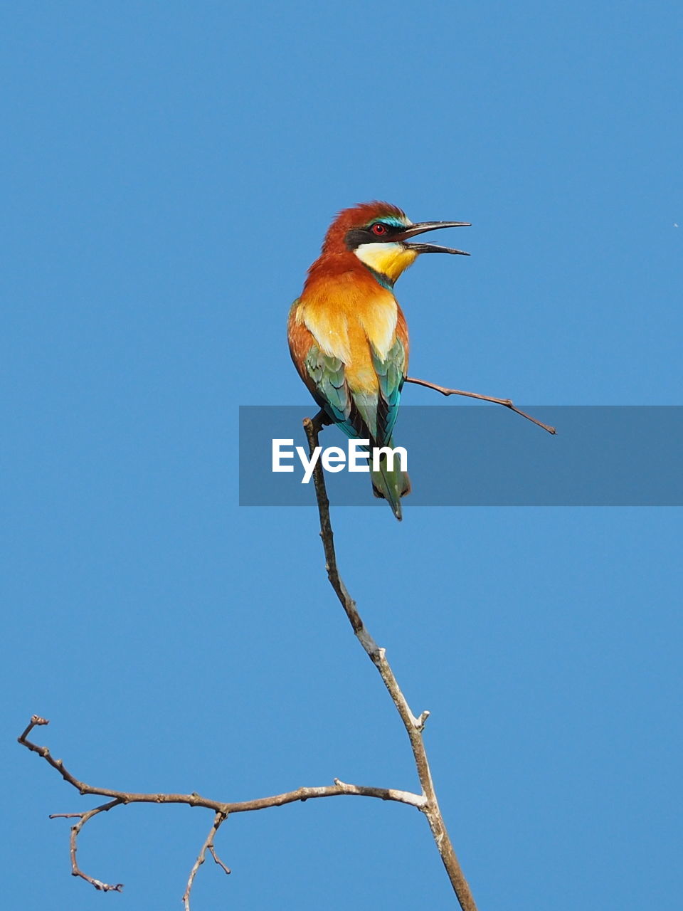 CLOSE-UP OF BIRD PERCHING ON BRANCH