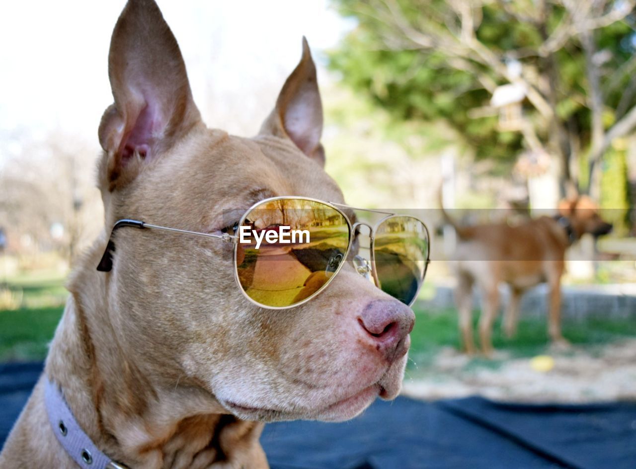 Portrait of dog with sunglasses on