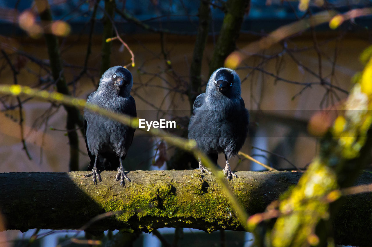 Close-up of bird perching on branch