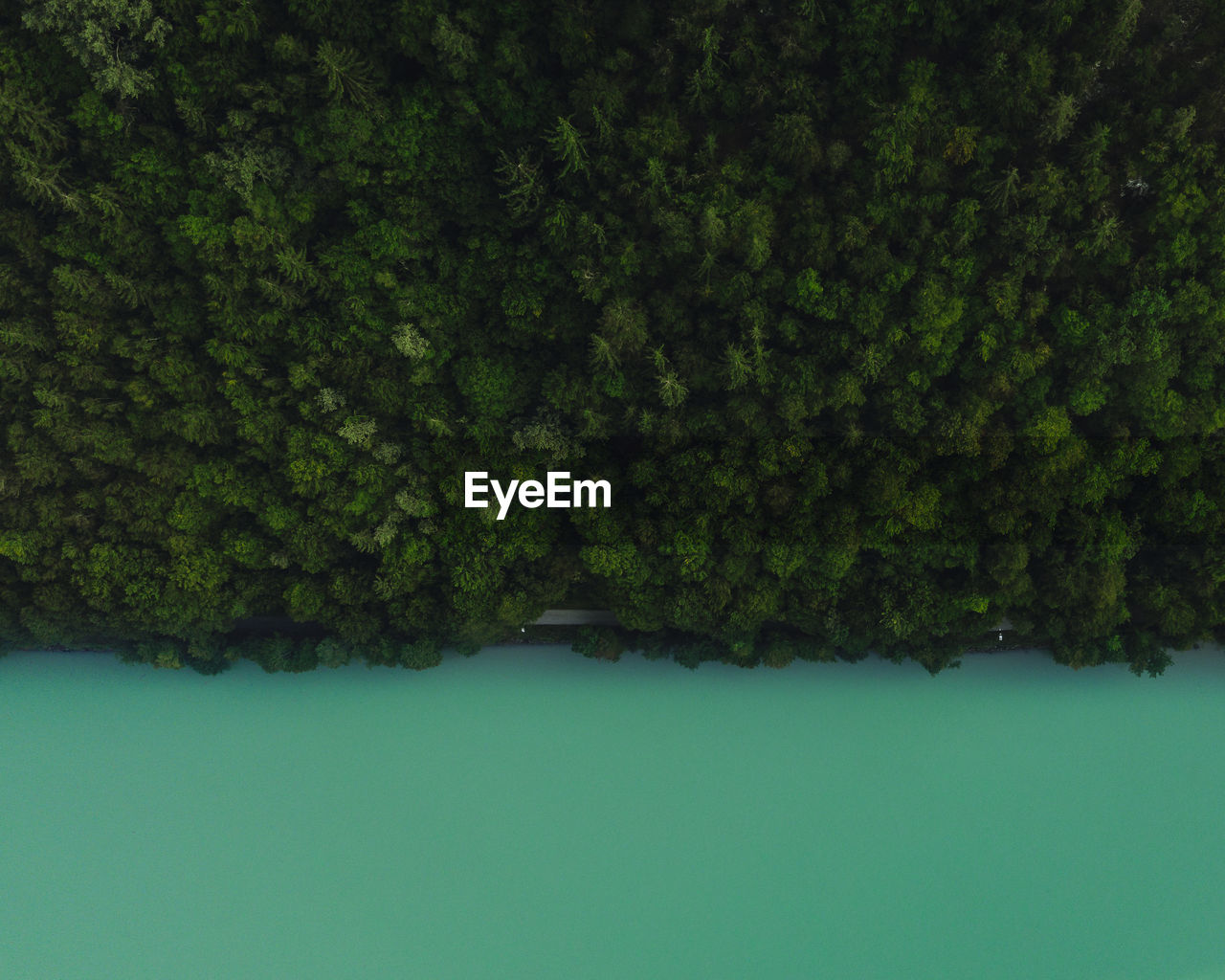 Directly above shot of trees by lake