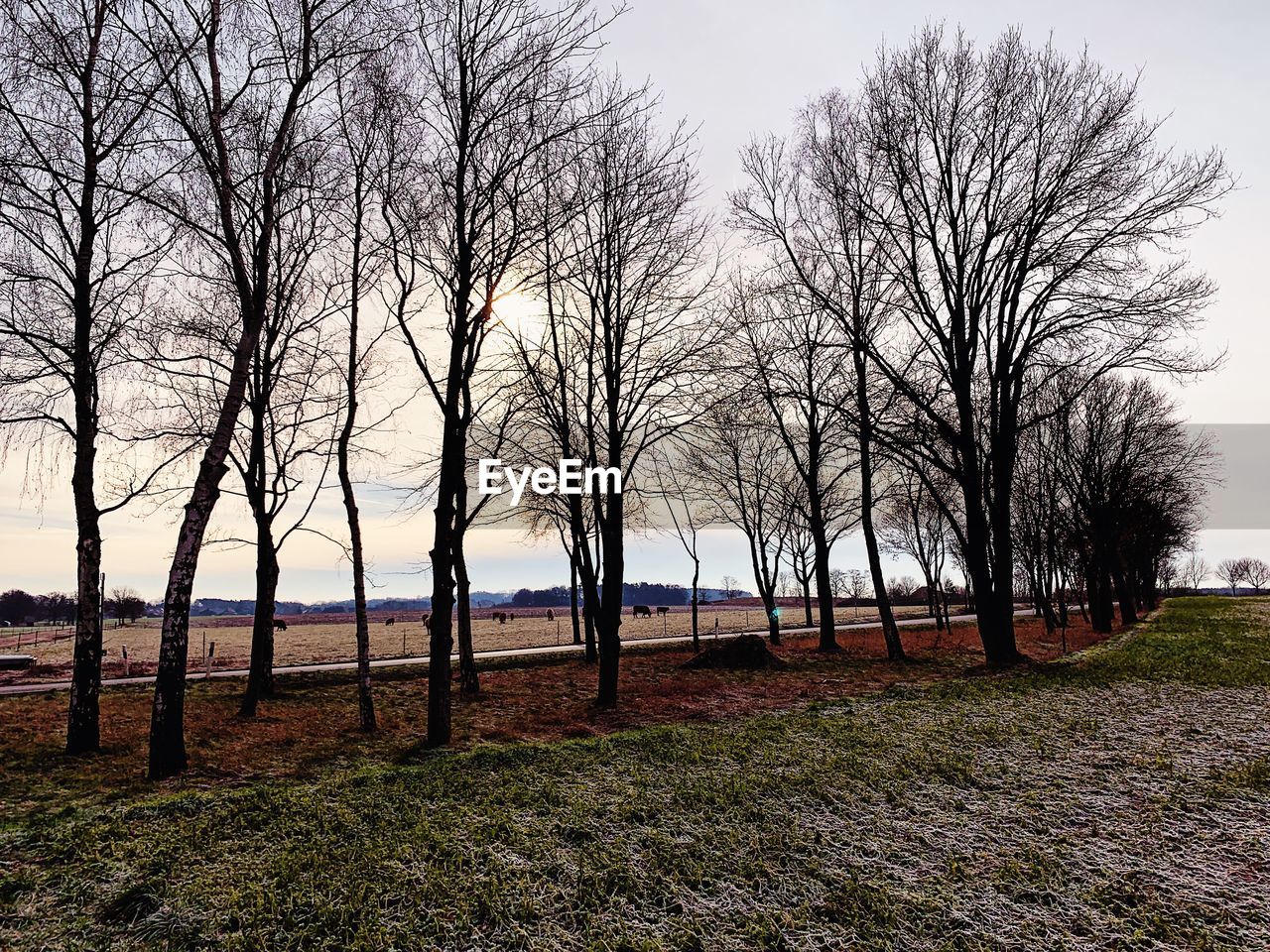 TREES ON FIELD AGAINST SKY