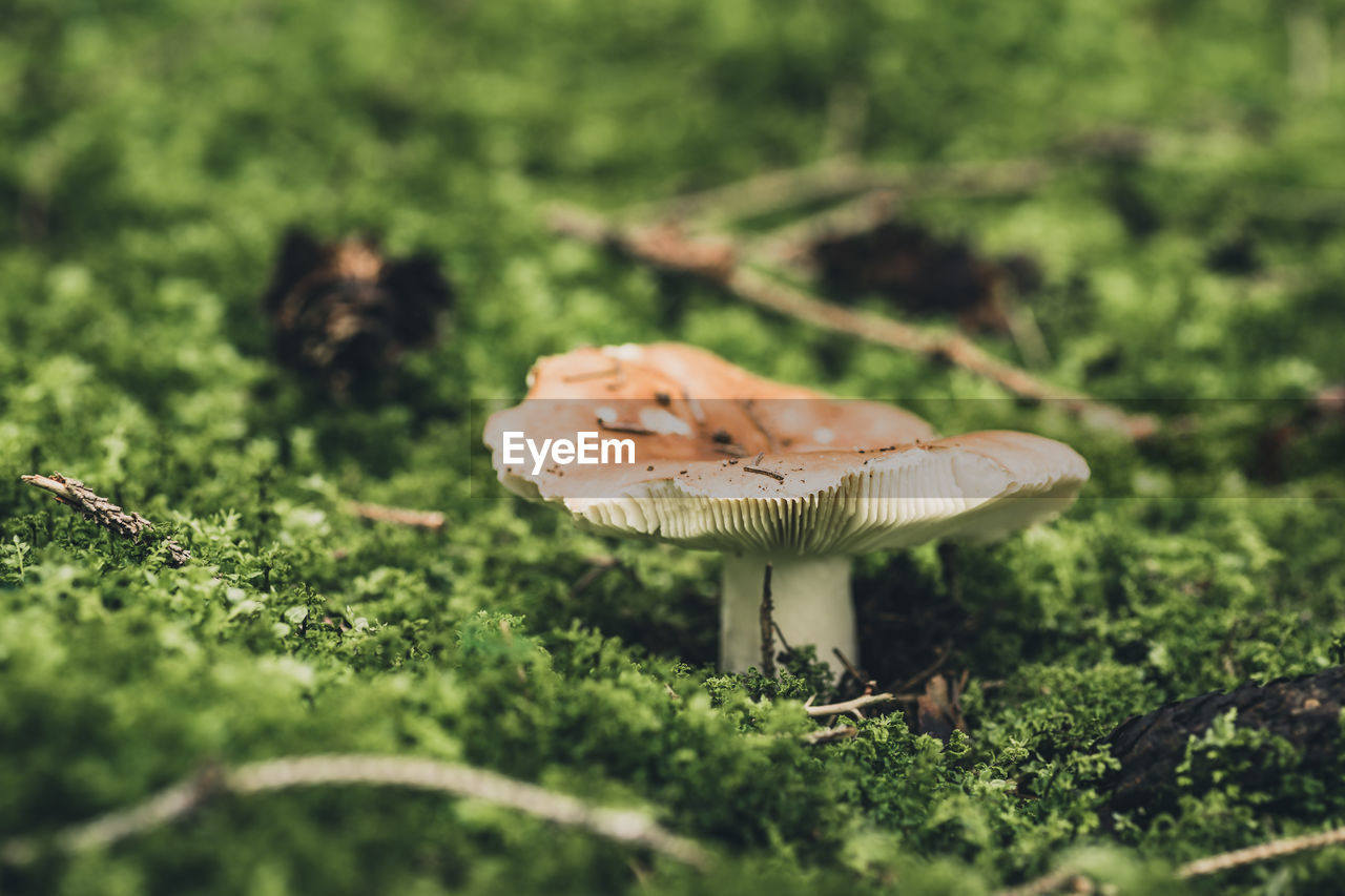 Close-up of mushroom on field