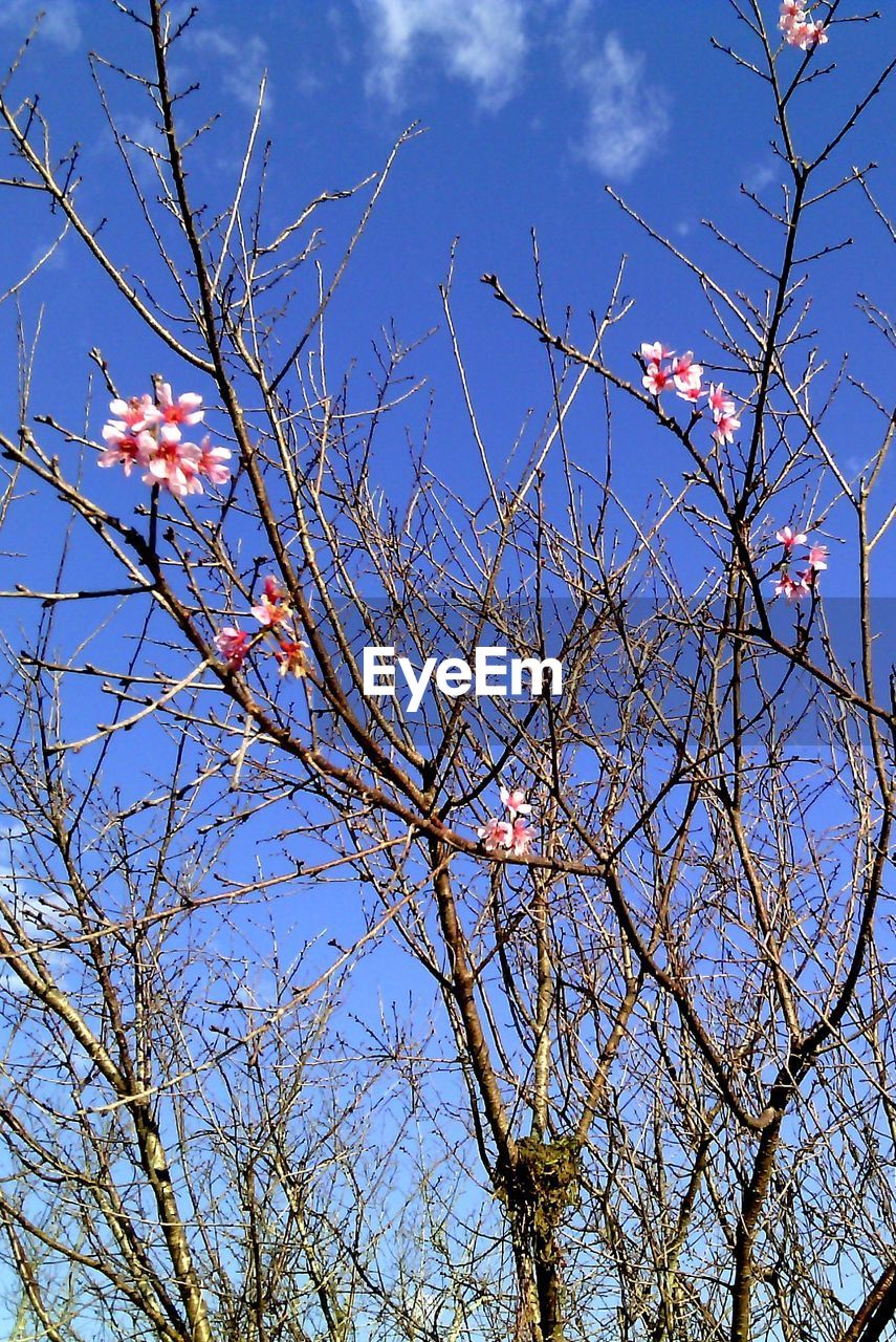 Low angle view of tree against blue sky