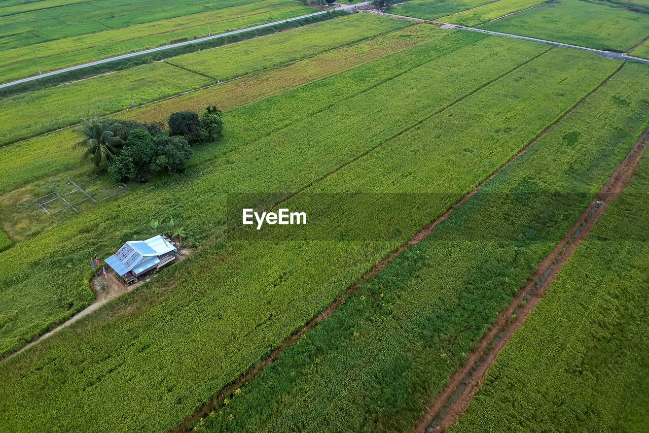 HIGH ANGLE VIEW OF RICE PADDY