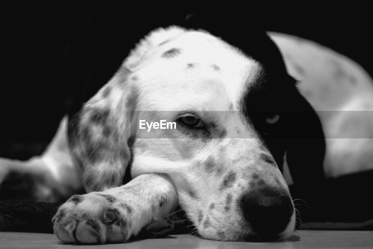 Close-up portrait of a dog resting