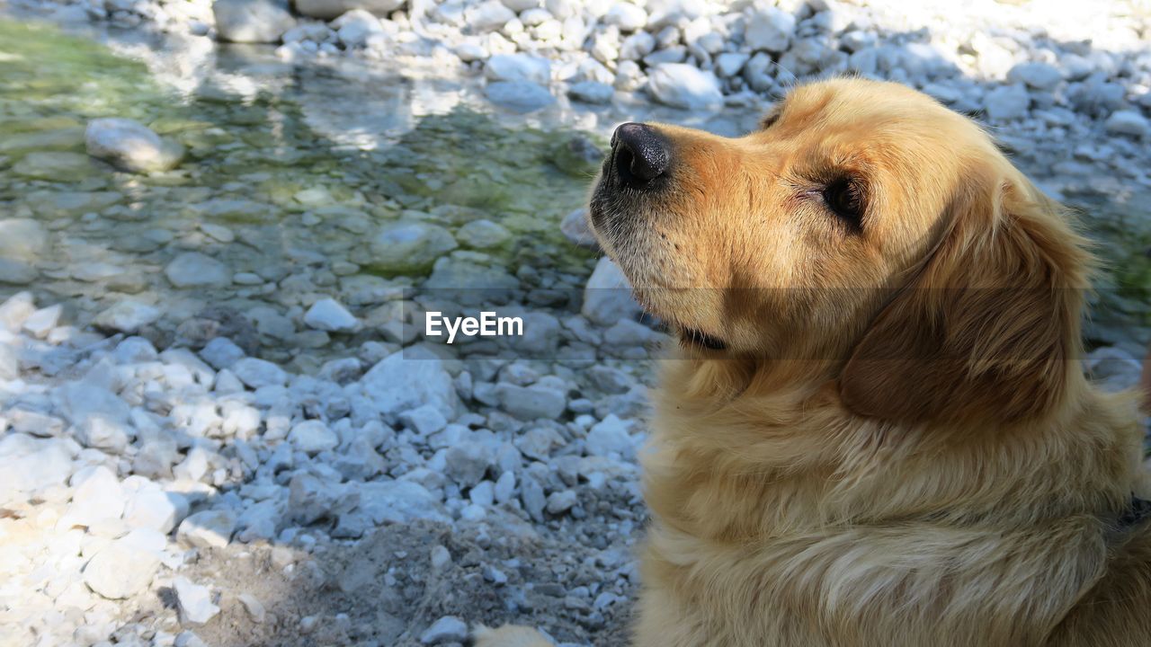 Close-up of golden retriever on field