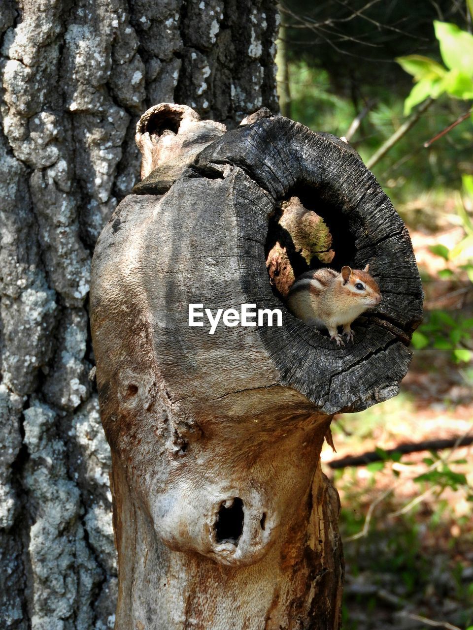 Close-up of a chipmunk hideout