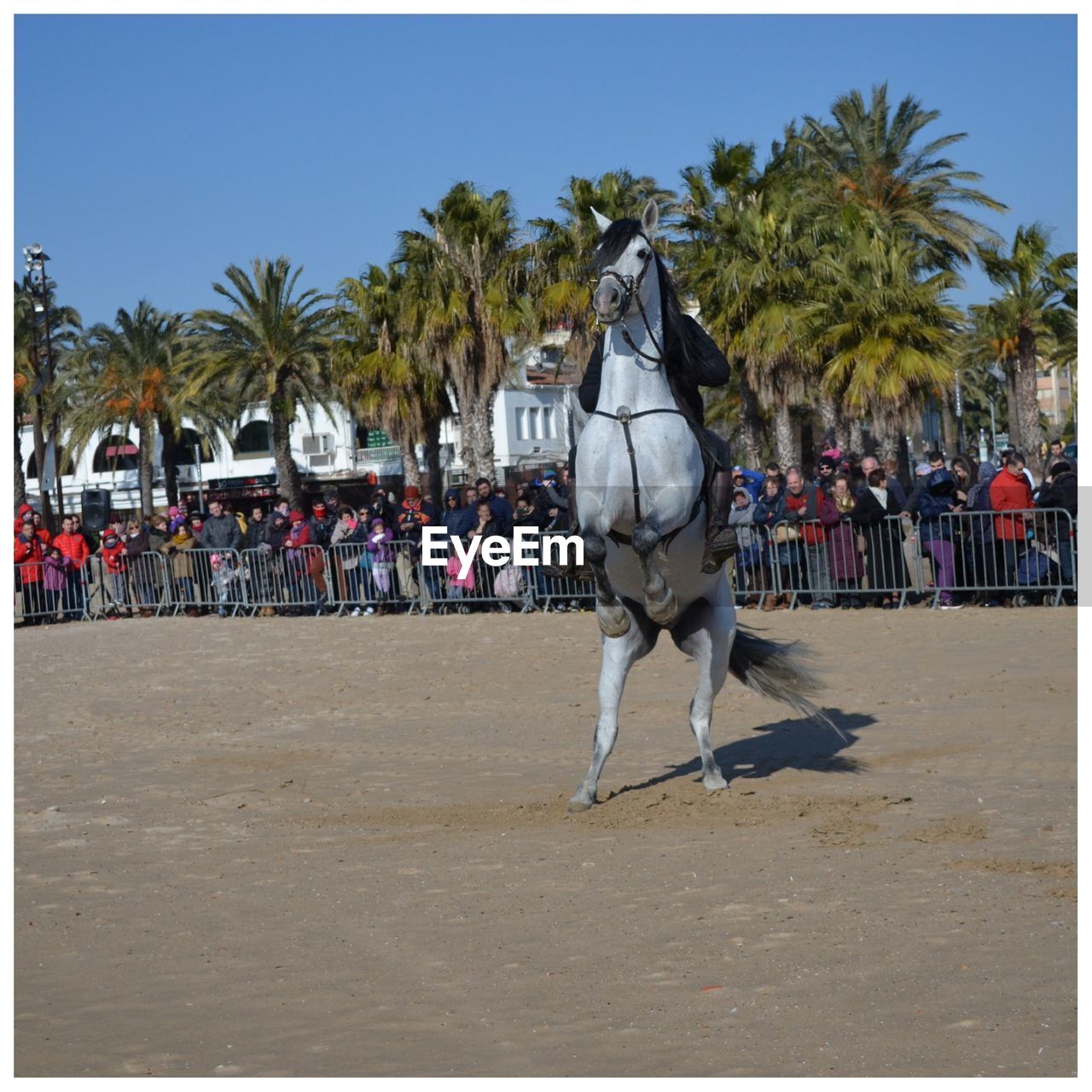 Crowd looking at horse rearing up on beach