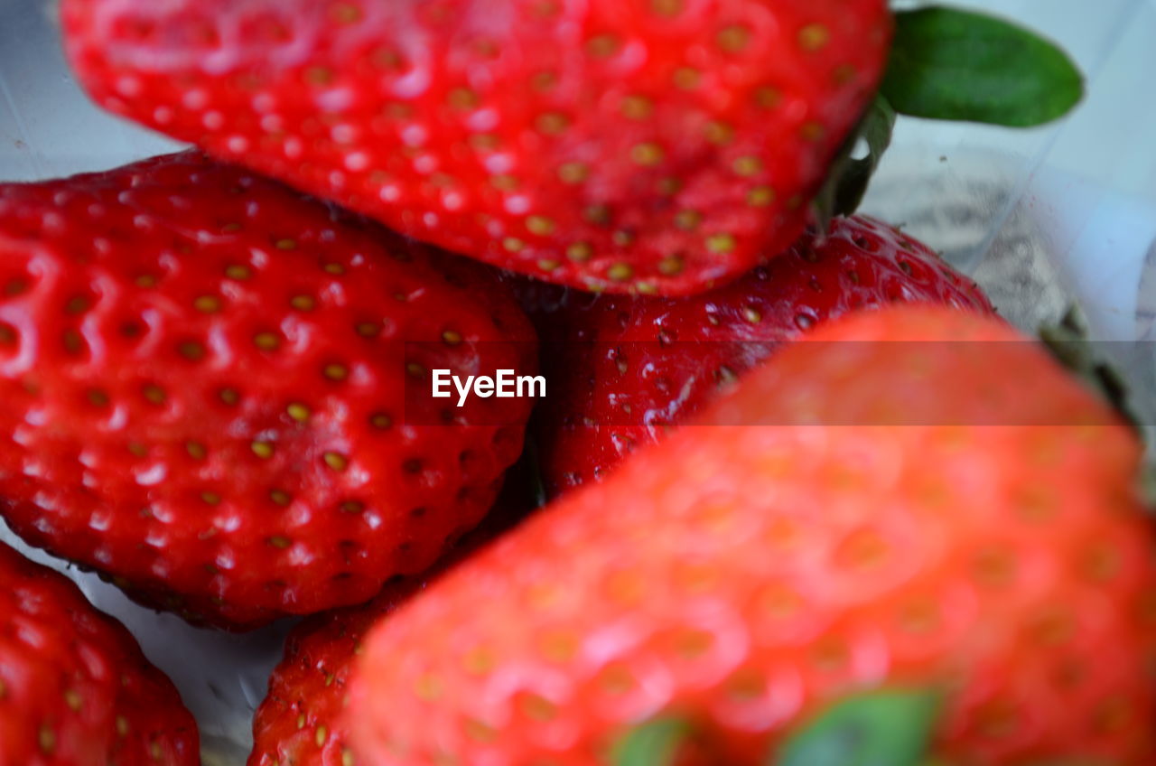 CLOSE-UP OF RED STRAWBERRIES