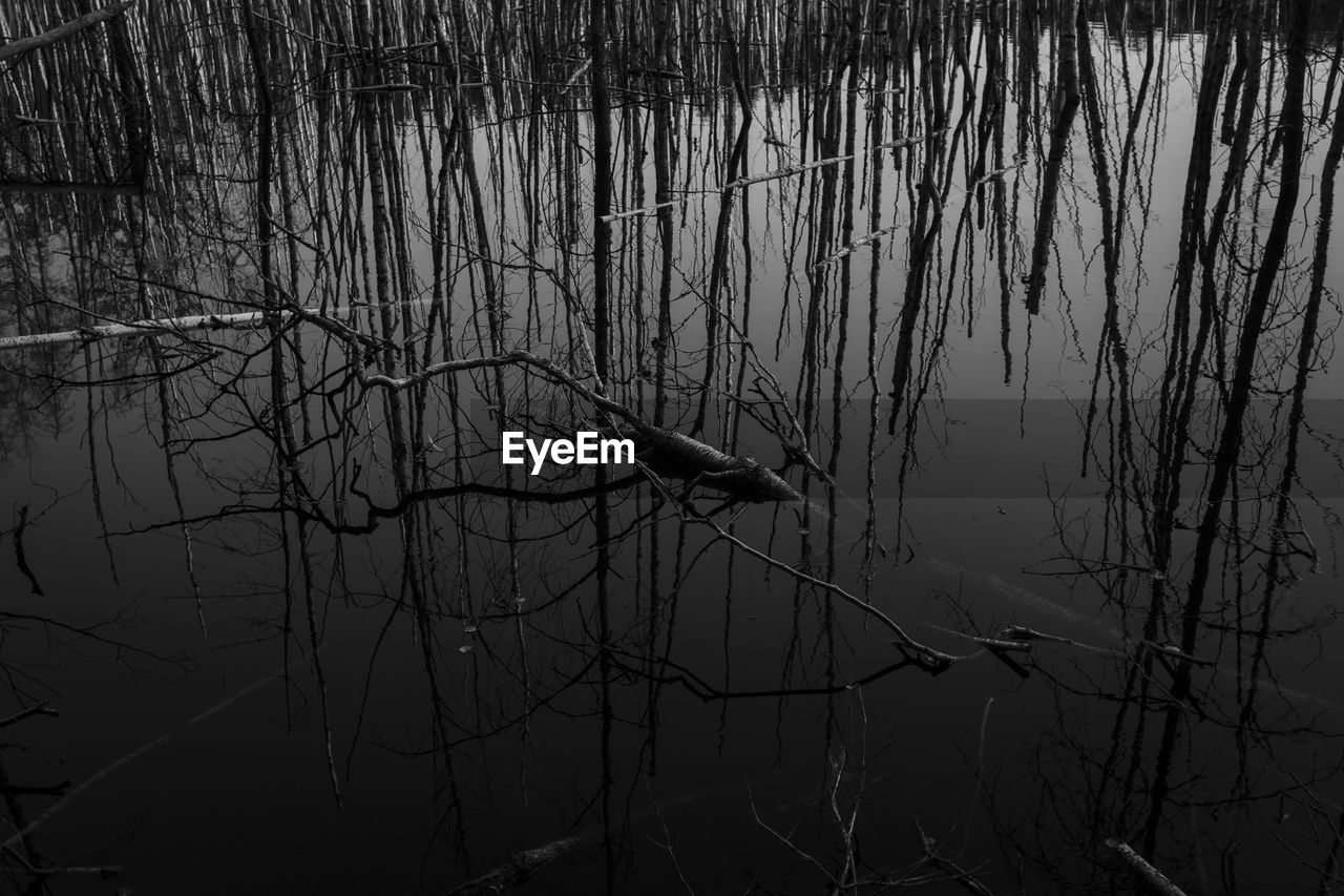 SCENIC VIEW OF LAKE IN FOREST