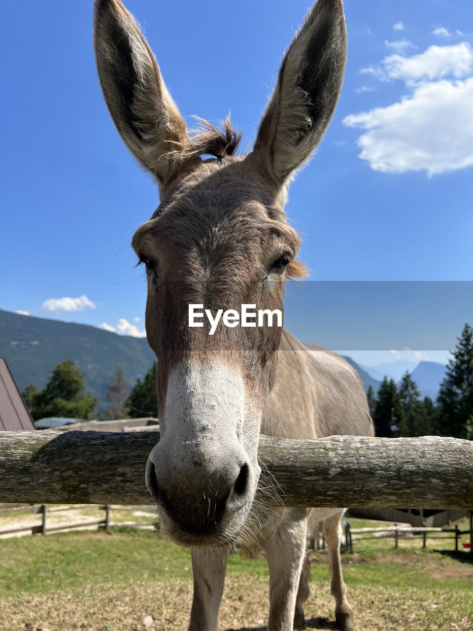 low angle view of donkey standing on tree