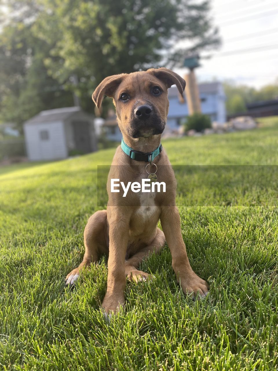 PORTRAIT OF DOG SITTING ON GRASS IN FIELD